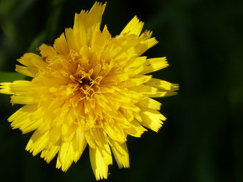 Close-up of yellow flowering plant