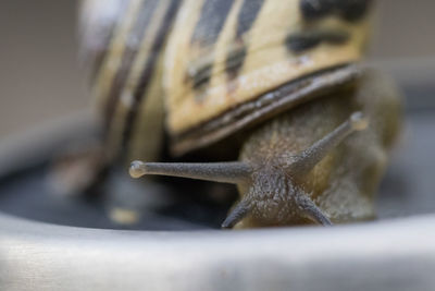 Close-up of snail