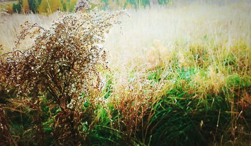 Plants growing on field