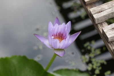 Close-up of pink water lily in lake