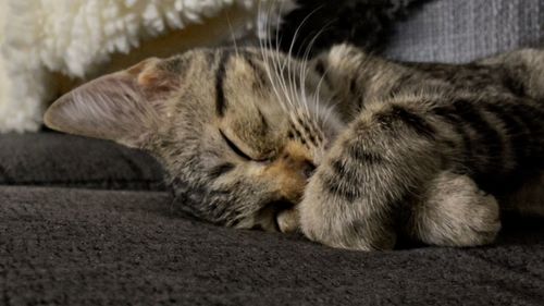 Close-up of cat sleeping