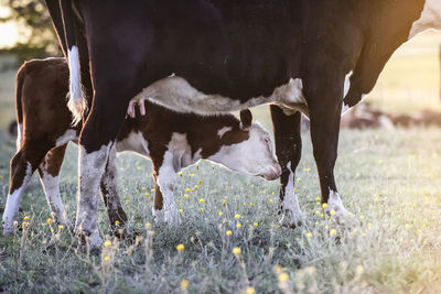 Cows grazing in a field