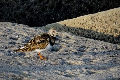 Close-up of bird perching on a land