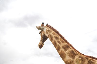 Low angle view of giraffe against sky