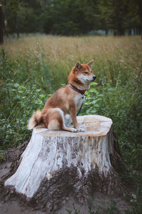 Dog on wood