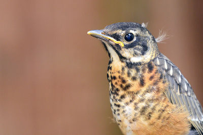 Close-up of a bird