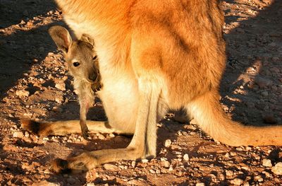 Close-up of young kangaroo on pouch on field