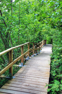 View of wooden footbridge in forest