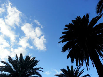 Low angle view of palm tree against sky