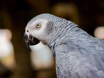 Close-up of eagle