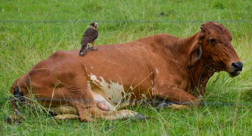 Cow relaxing on field