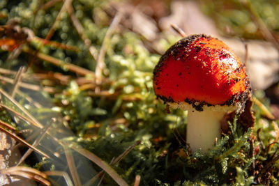 Close-up of fly agaric mushroom on field