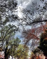 Low angle view of trees against sky