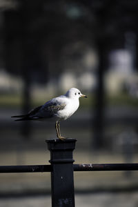 Seagull perching on wooden post