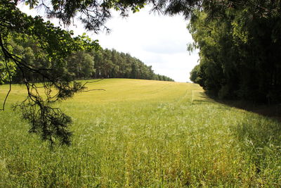 Scenic view of field against sky