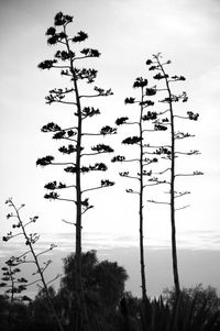 Bird on tree against sky