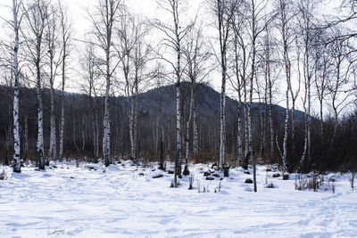 Bare trees on snow covered field