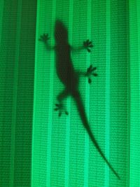 Close-up of lizard on green leaf