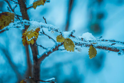 Close-up of frozen plant against blue sky