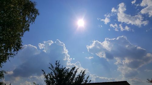 Low angle view of trees against sky