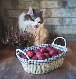 Cat in basket on table