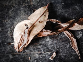 Close-up of dry leaves on wood