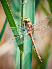 Close-up of dragonfly on plant