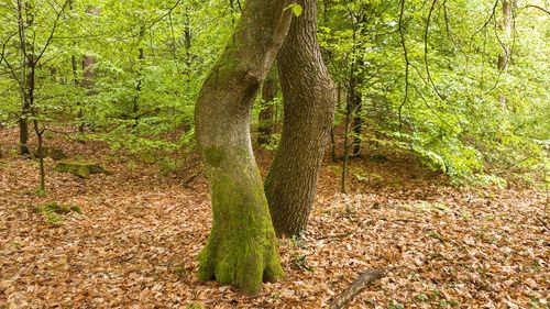 Tree trunk in forest