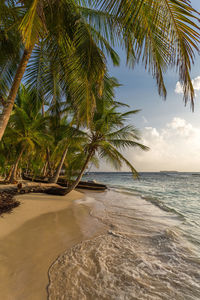 Palm tree by sea against sky