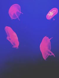 Close-up of jellyfish against blue background