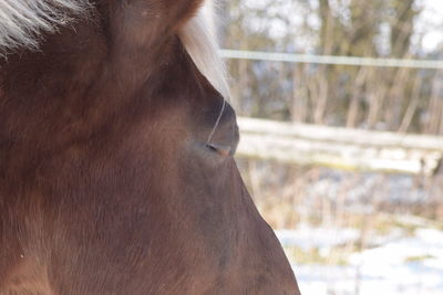 Close-up of horse