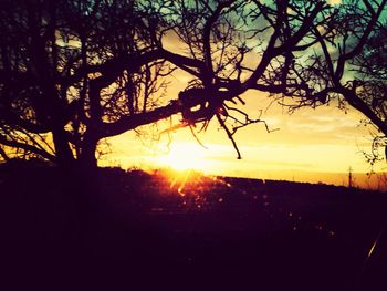 Silhouette of trees at sunset