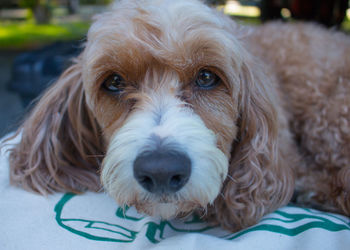 Close-up portrait of a dog