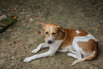 High angle portrait of dog resting