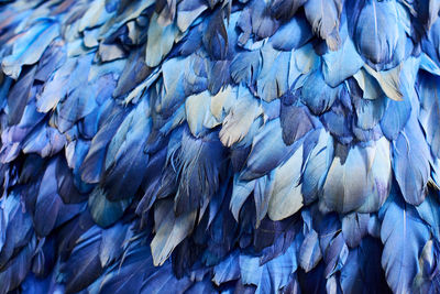 Full frame shot of  blue bird feathers