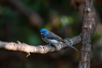 Close-up of parrot perching on tree