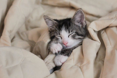 Close-up of kitten sleeping in blanket