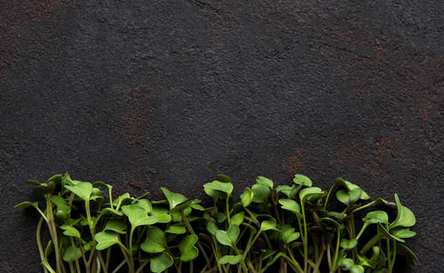 Micro greens on a black concrete background. 