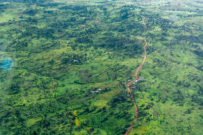 High angle view of trees in forest