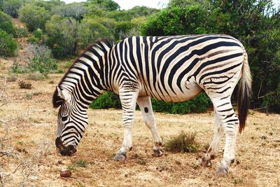 Zebra standing in a park