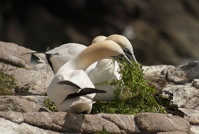 Gannets by plants