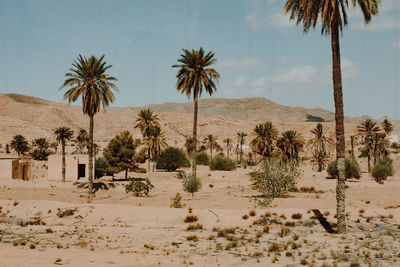 palm tree