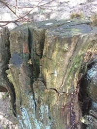 Close-up of tree trunk