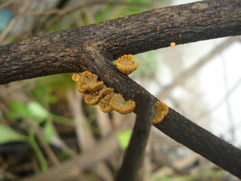 Close-up of insect on branch against blurred background