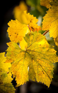 Close-up of yellow maple leaves