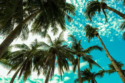 Low angle view of palm trees against sky