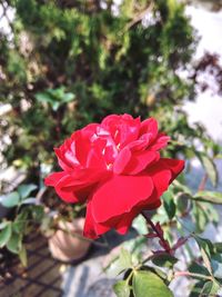 Close-up of red flower blooming outdoors