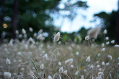 Close-up of white flowers blooming in field