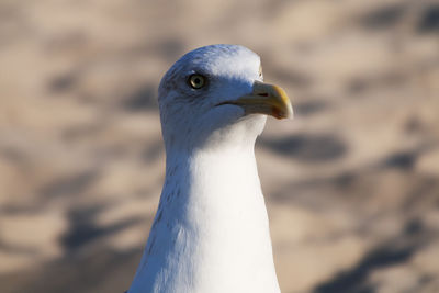 Close-up portrait of seagull