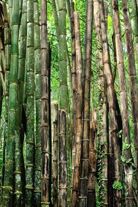 Full frame shot of trees growing in forest